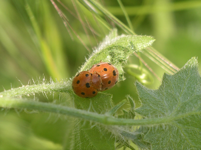 Coccinelle da determinare
